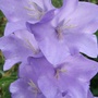 Campanula percificolia (Campanula persicifolia (Peach-leaved bellflower))