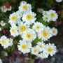 Feverfew (Tanacetum parthenium)