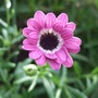 New_osteospermum
