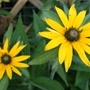 Rudbeckia fulgida 'Goldsturm' (Rudbeckia fulgida)