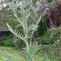 Cynara_cardunculus