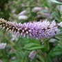 Pale mauve Hebe (Hebe)