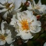 Abbots Ripton Garden - Shrub Rose