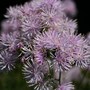 Abbots Ripton Garden - Perennials