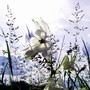 Columbine