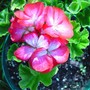 Pacific Bright Red Star Geranium