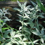 silver king (Artemisia albula)