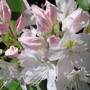 rhododendron (rhododendron)