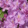 rhododendron (rhododendron)