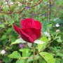 Picture_111