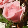 Picture_039