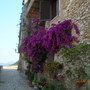 A garden flower photo