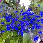 A garden flower photo