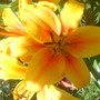 lilly