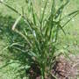 Zebra grass (zebra grass)