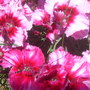 Dianthus (Dianthus amurensis (Amur Pink))