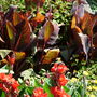 Cannas at Rosemoor