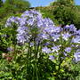 Agapanthus