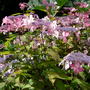 A Delicate Hydrangea in Devon