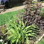 Physocarpus or purple ninebark