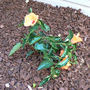 Hibiscus - Tropical (Hibiscus rosa-sinensis)