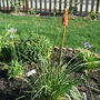 Agapanthus africanus (African blue lily)