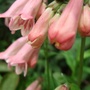 Penstemon 'Pennington Gem' (Penstemon 'Pennington Gem')