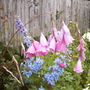 Dierama