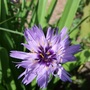 Catananche caerula flower (Catananche caerulea)