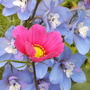 Cosmos_and_delph