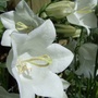 campanula persificolia 'Alba' (Campanula persicifolia (Peach-leaved bellflower))
