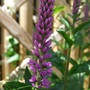 Veronica 'Purpleicious' (Veronica)