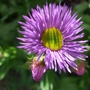 Erigeron 'Dunkelste Aller' (Erigeron)