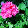 Geranium