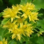 Sedum (Sedum)