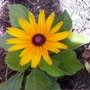 Rudbeckia hirta (Black-eyed Susan)