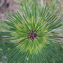 Pinus_densiflora_occulis_draconis