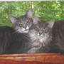 Butchy_marti_windowsill_6-21-08_exc_sm