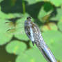 Blue Dasher Dragonfly