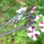 Blue Dasher Dragonfly