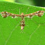 Plume Moth