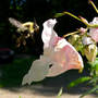 Jewelweed_pink_bee_fly_exc_6-22-08_exc_sm