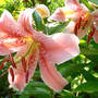 Lilium "Miss Rio"