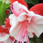 fushia