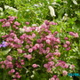 Astrantia - masterwort - Rubra (astrantia)
