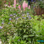 Clematis Integrifolia (Clematis integrifolia (Clematis))