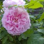 blooms_007.jpg