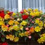 windowboxes_003.jpg