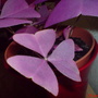unknown plant