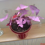 unknown plant